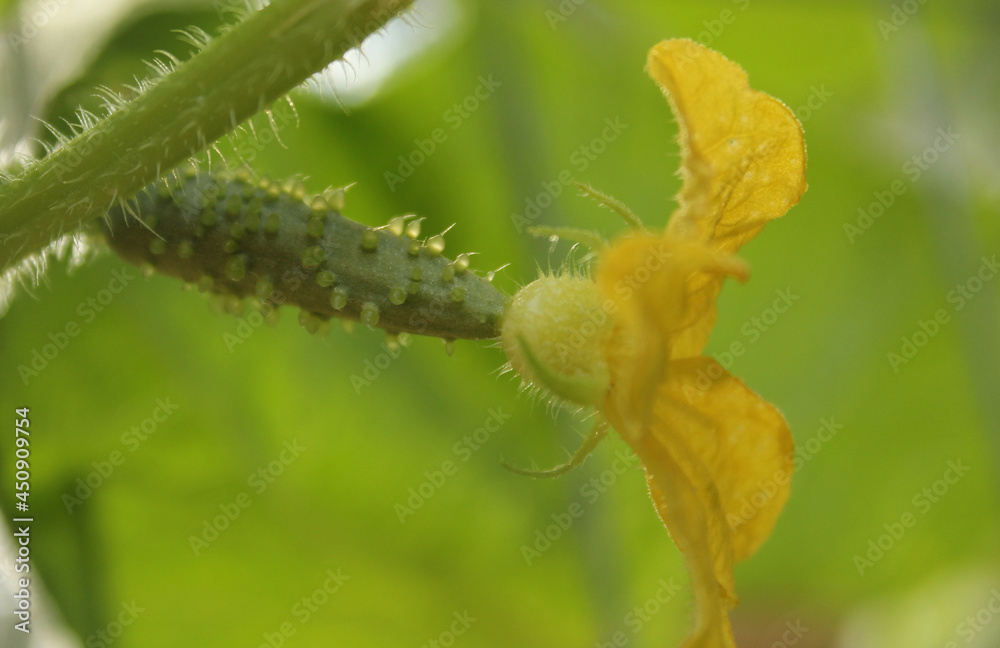 Cucumbers Growing on Vine With Flowers Blooms