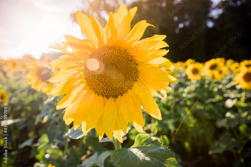 Sunflower in Field Sunflower in Field