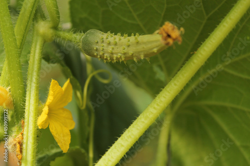 Cucumbers Growing on Vine With Flowers Blooms