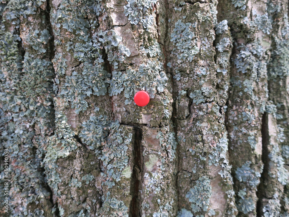Naklejka premium red drawing pin or thumbtack on the bark of a tree