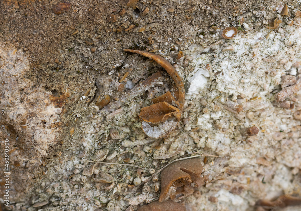 marine fossils on stone, ancient mollusks marine fossils on stone, ancient mollusks