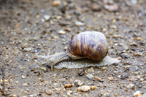 Snail moving on a cobbled surface