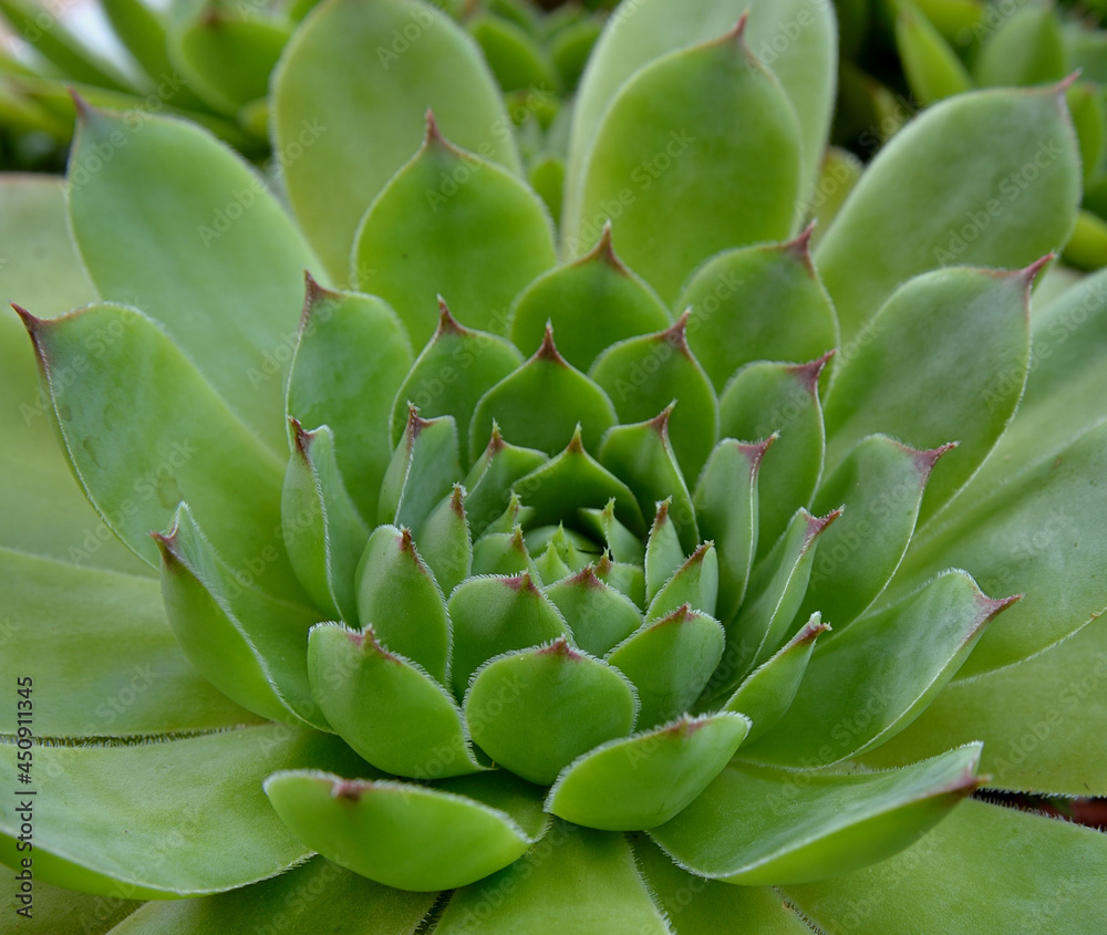 HOUSELEEK OR THUNDERPLANT FROM THE CRASSULACEAE FAMILY HOUSELEEK OR THUNDERPLANT FROM THE CRASSULACEAE FAMILY