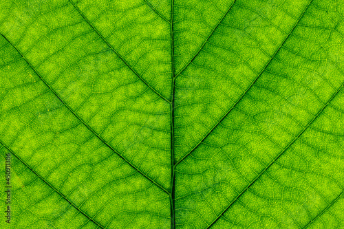 Bright transparent green leaf close-up, beautiful abstract green background for design and relaxation