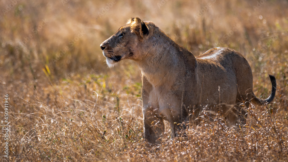 Backlit African lioness standing above the tall grass peering intently at prey in the distance Backlit African lioness standing above the tall grass peering intently at prey in the distance