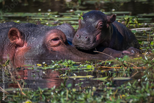 Hippopotamus mother helping to support and protect her baby of only a few hours old  