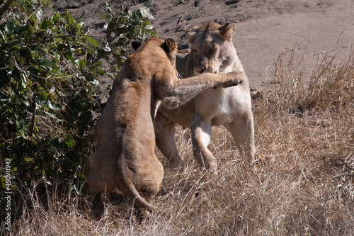African lioness indulging in playful games with her sub-adult male cub