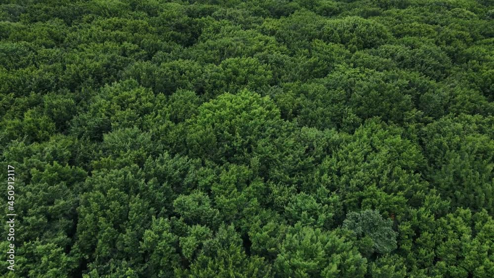 Slow flight over a large forest meadow with green trees. Park zone of wild trees