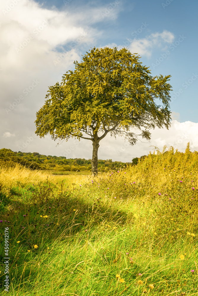 Fototapeta premium young tree in Galway Ireland