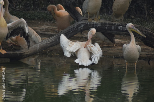birds