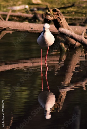 black-winged stilt