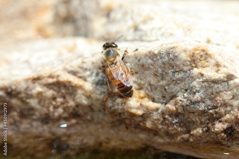 Single bee on a stone Single bee on a stone