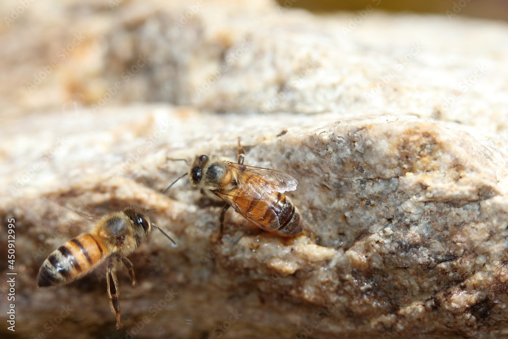Bees, one on a rock, one flying Bees, one on a rock, one flying