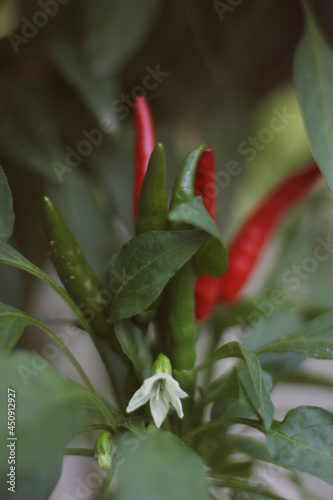 Asian Hot Pepper from Korea Shallow DOF Close up