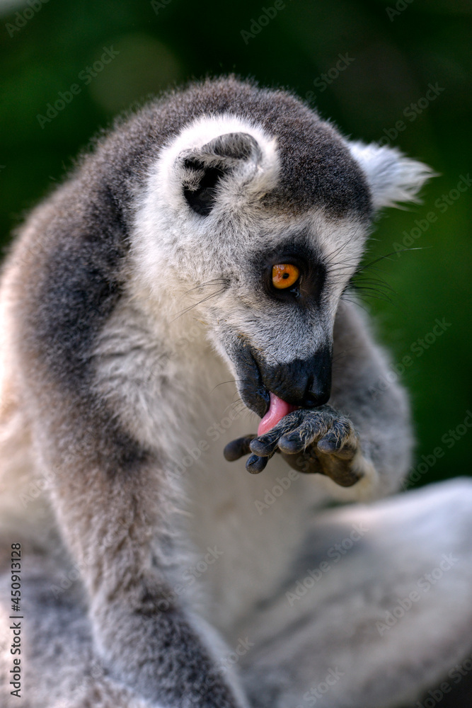 Portrait ring-tailed lemur (Lemur catta) licking his hand Portrait ring-tailed lemur (Lemur catta) licking his hand