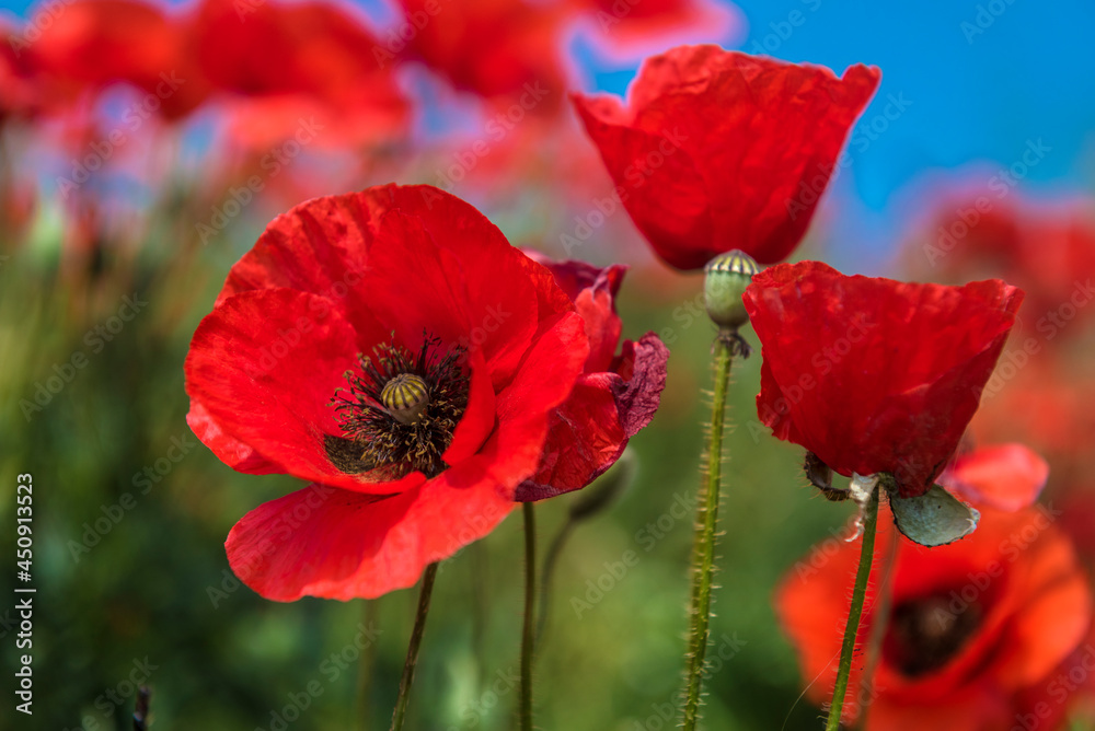 Fototapeta premium Red poppy flowers in the oil seed rape fields