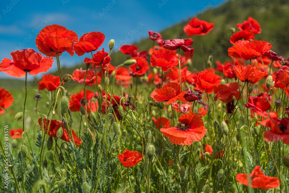 Obraz premium Red poppy flowers in the oil seed rape fields
