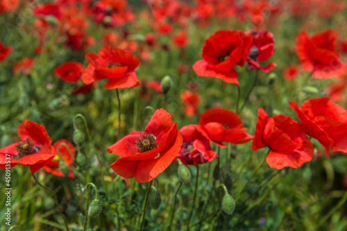 Red poppy flowers in the oil seed rape fields