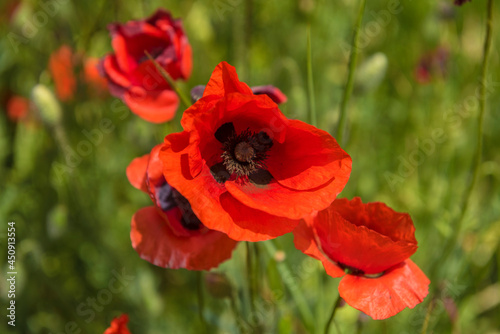 Red poppy flowers in the oil seed rape fields