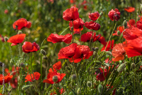 Red poppy flowers in the oil seed rape fields © Evdoha