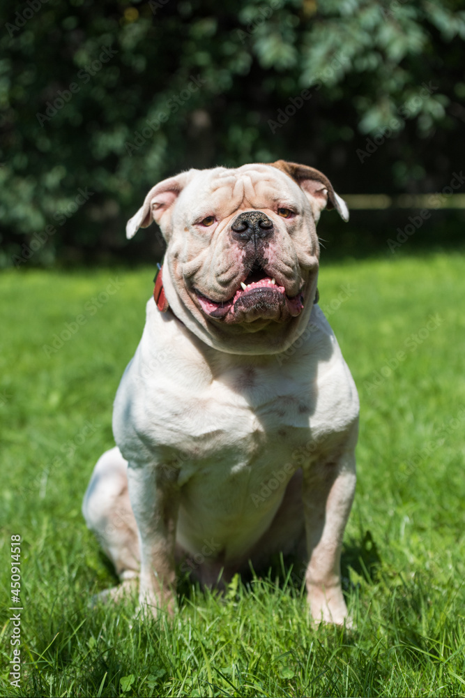 Portrait of strong-looking White American Bulldog outdoors