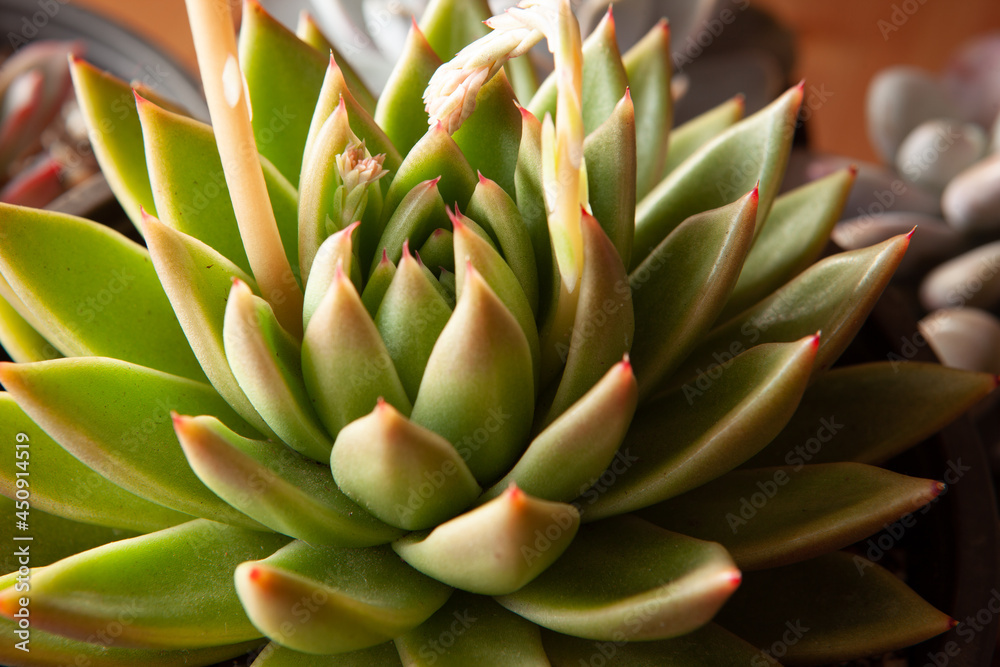 Green succulent plant with thick funny leaves, close-up. Top view of echeveria with red tips. High-quality photo Green succulent plant with thick funny leaves, close-up. Top view of echeveria with red tips. High-quality photo