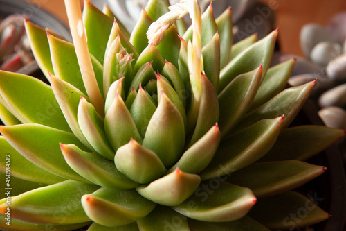 Green succulent plant with thick funny leaves, close-up. Top view of echeveria with red tips. High-quality photo