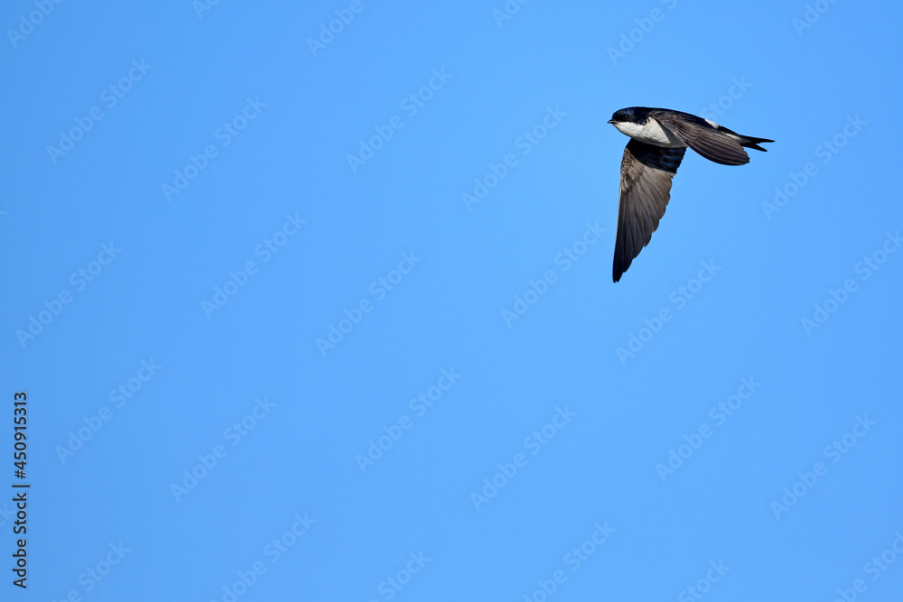 Common house martin // Mehlschwalbe (Delichon urbicum) Common house martin // Mehlschwalbe (Delichon urbicum)