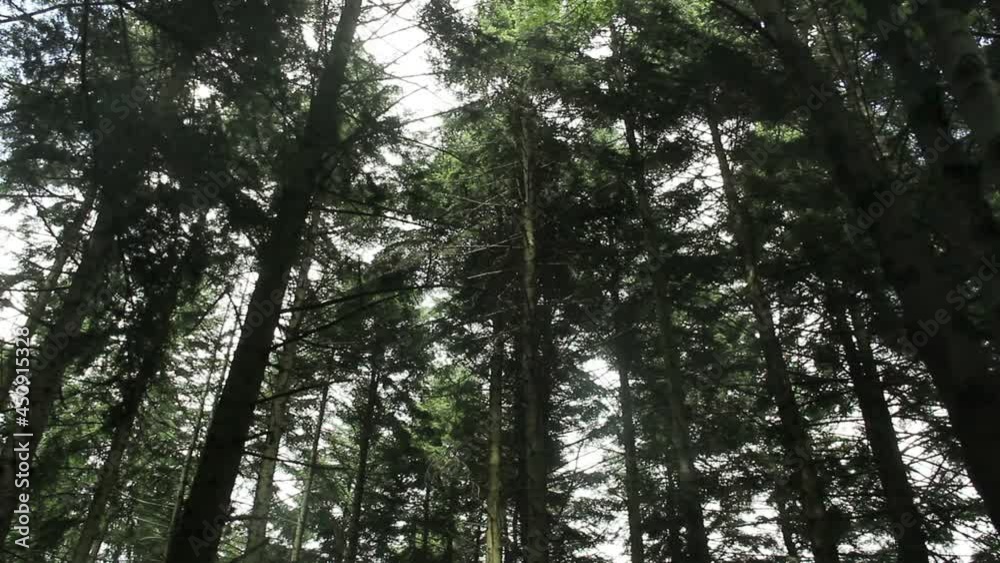 a spruce forest in the Ukrainian Carpathians, national park Skolivski beskidy, Lviv region of Western Ukraine a spruce forest in the Ukrainian Carpathians, national park Skolivski beskidy, Lviv region of Western Ukraine