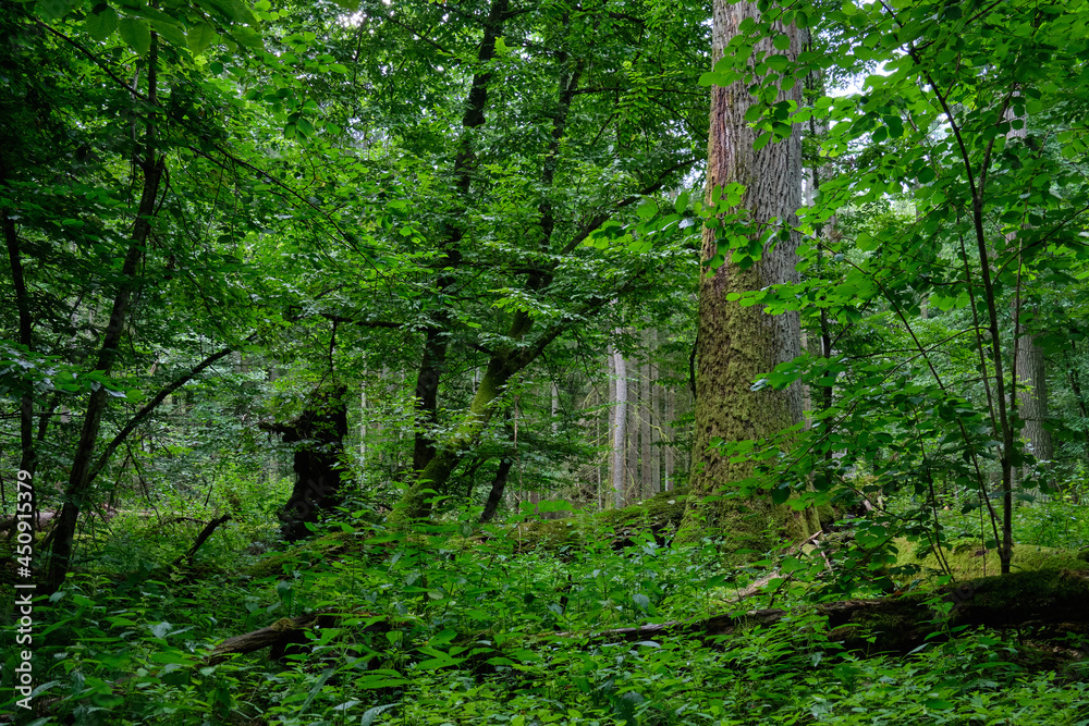 Summertime deciduous forest wit dead trees Summertime deciduous forest wit dead trees