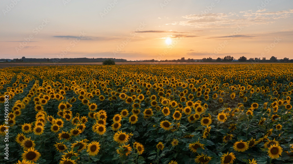 Fototapeta premium Sunflower field in summertime sunset light