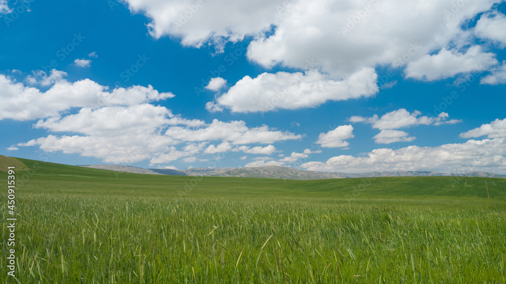 Green fields in spring and white clouds in the blue sky Green fields in spring and white clouds in the blue sky