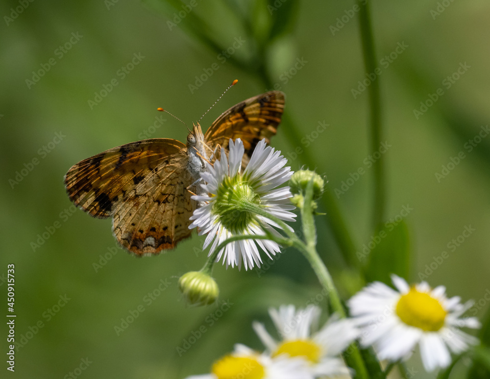 Pearl Crescent butterfly perched on daisy Pearl Crescent butterfly perched on daisy