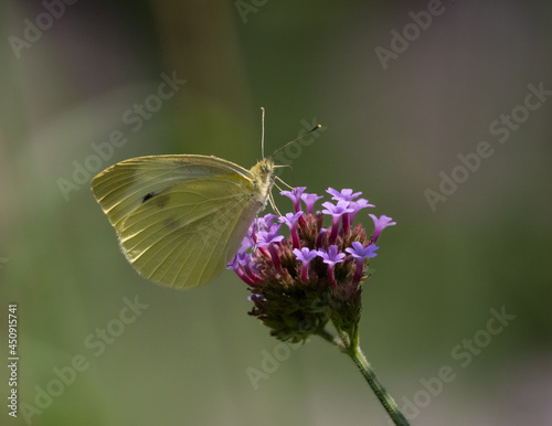 Cabbage White butterfly perched on verbena