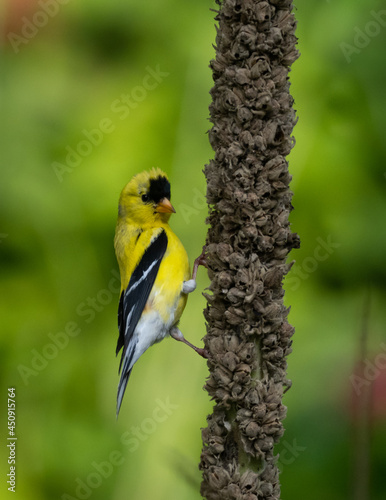 Male American Goldfinch perched on mullein stalk