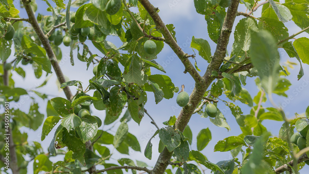 Fototapeta premium Damsons on a tree which arent ripe