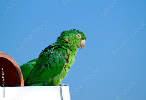 green parrot on urban roof over blue sky photo