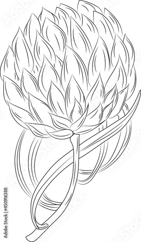 Hand drawn botanical sketch with flower, isolated vector. Tattoo sketch flower. Minimalistic line art 