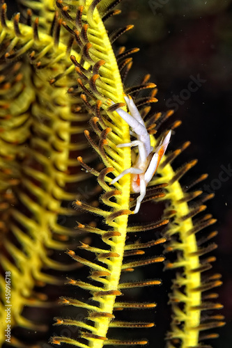A picture of a crinoid squat lobster photo