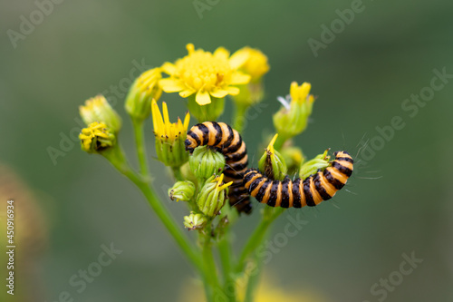 Tyria jacobaeae crawling and eating on jacobaea vulgaris yellow flowers