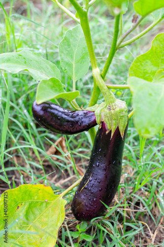 Growing eggplant on a bush in a summer garden. Compound fruit, fused at the stalk.