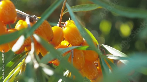 Collection of Sea buckthorn bush. Buckthorn berries on the bush. big yellow sea-buckthorn berries. Ripe sea-buckthorn Harvesting. 4k