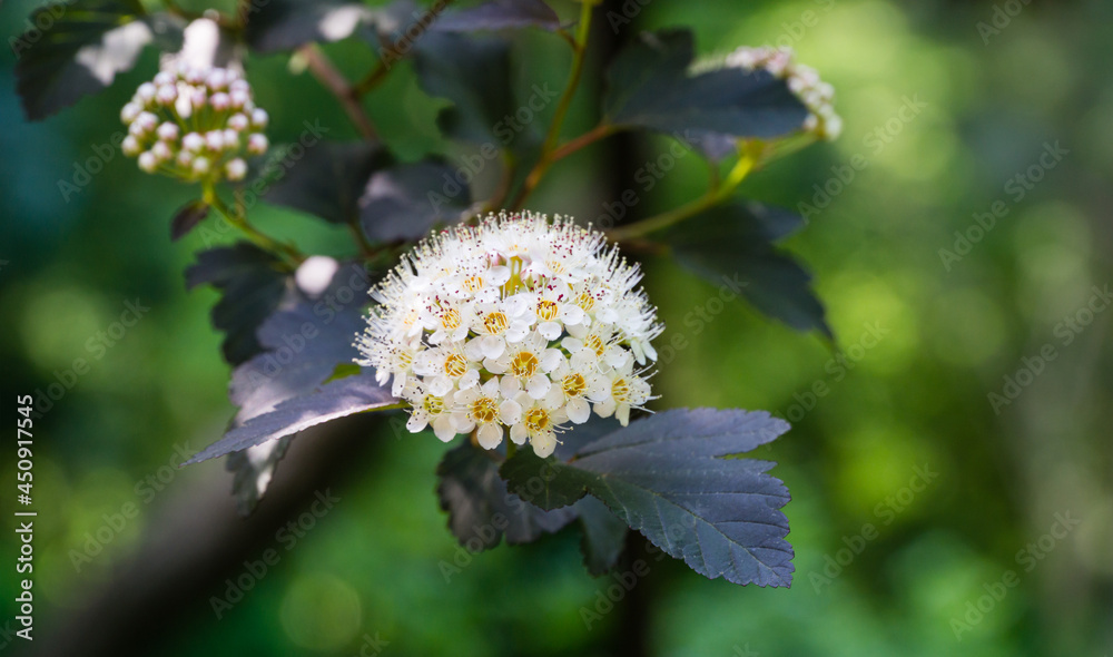 Close-up white flowers of Ninebark shrub (Physocarpus Opulifolius Diabolo) with purple leaves on blurred background. Selective focus. Flower landscape, fresh wallpaper, nature background concept Close-up white flowers of Ninebark shrub (Physocarpus Opulifolius Diabolo) with purple leaves on blurred background. Selective focus. Flower landscape, fresh wallpaper, nature background concept