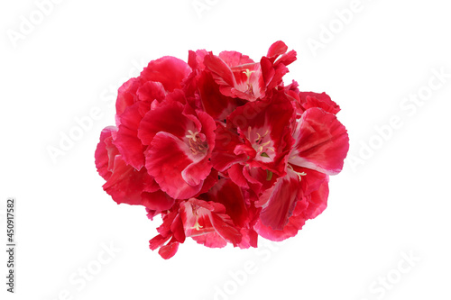 Wallpaper Mural イロマツヨイグサの花束 Torontodigital.ca