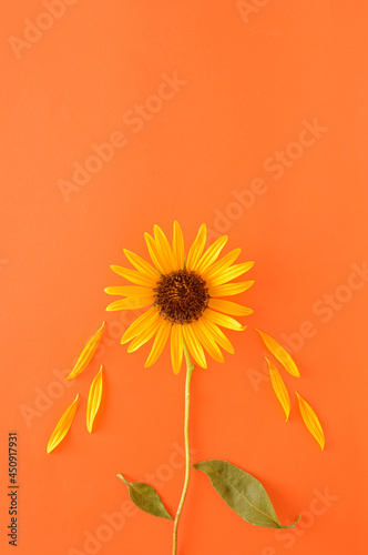 Sunflower with petals and inverted leaves on an orange background. Surreal spring summer floral concept