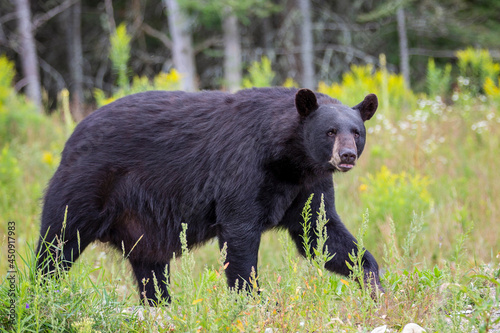 Black Bear Walking