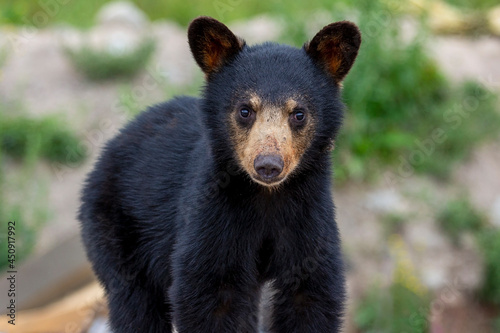 Black Bear Cub