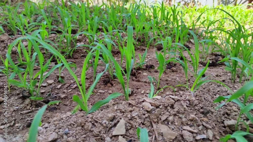 Rows of corn plants germinate and grow in a field Rows of corn plants germinate and grow in a field