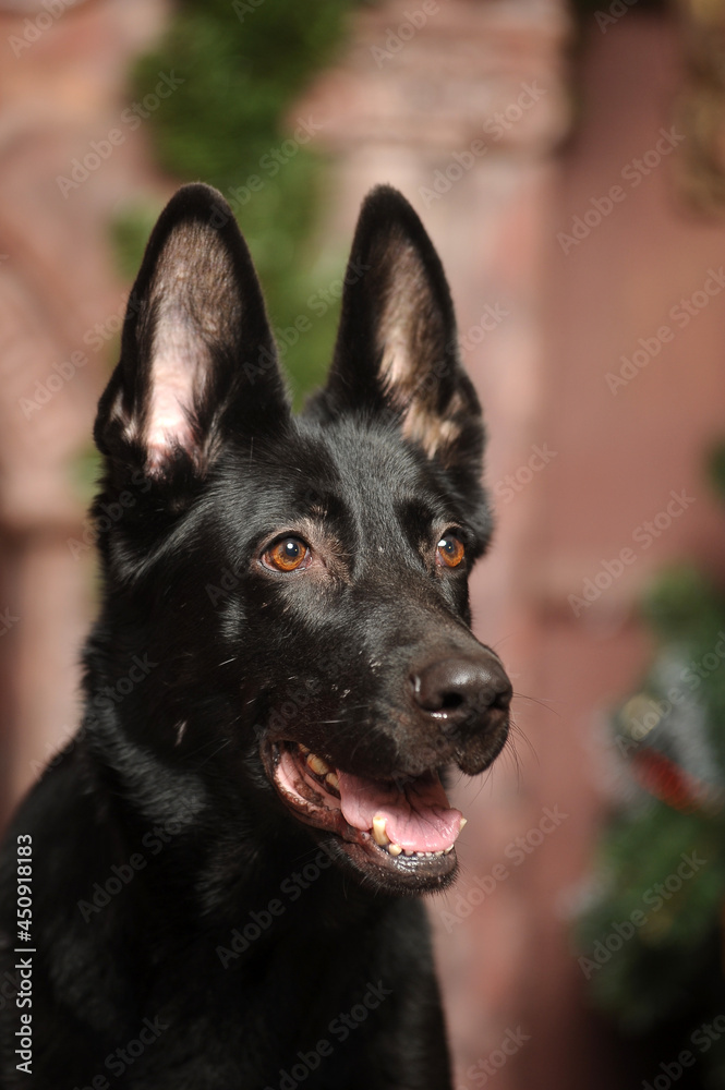 black german shepherd dog at christmas black german shepherd dog at christmas