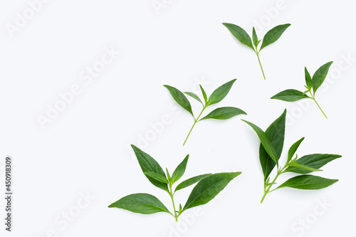 Kariyat or andrographis paniculata green leaves in petri dishes on white photo